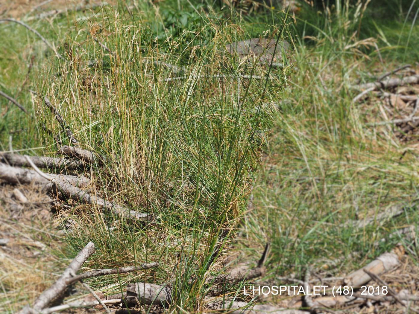 Fescue, Auquier's plant